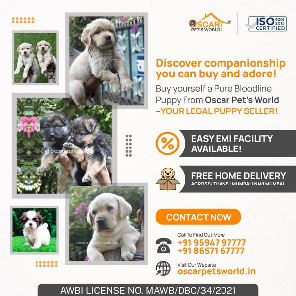 puppiesforsaleingindombivli