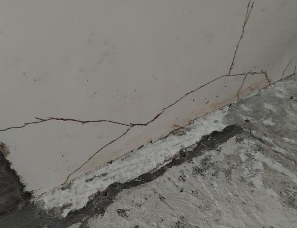 termite mud lines