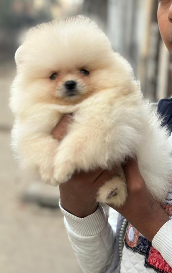 pet shop