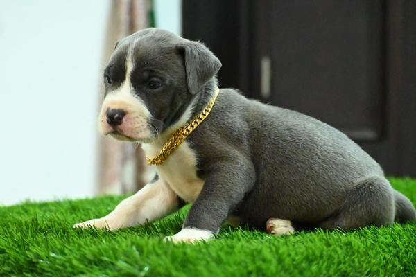 pet shop dharam peth nagpur