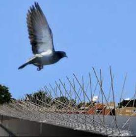 top notch mosquito net service