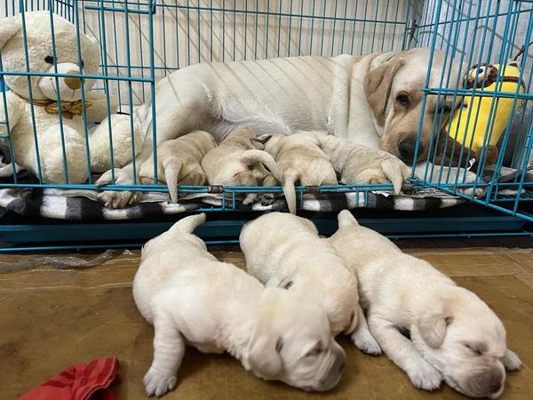 good quality labrador puppies