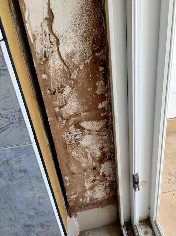 panel antitermite treatment