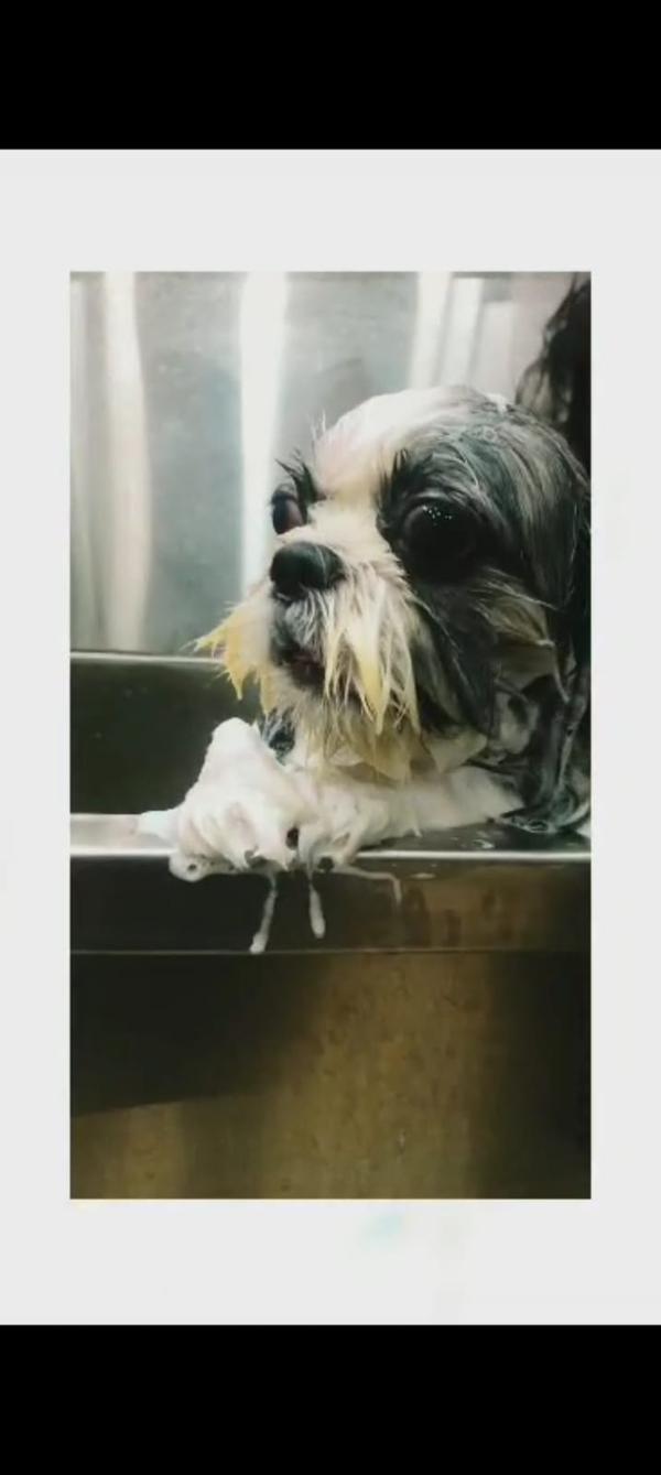 pet grooming