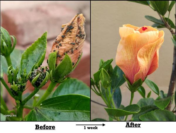 🌺 Seeing is believing! 🌿Experience the power o