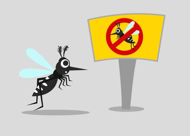 best mosquito net service than