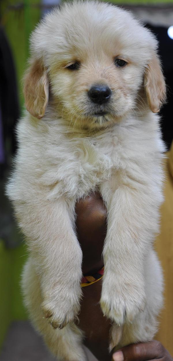super quality golden retriever