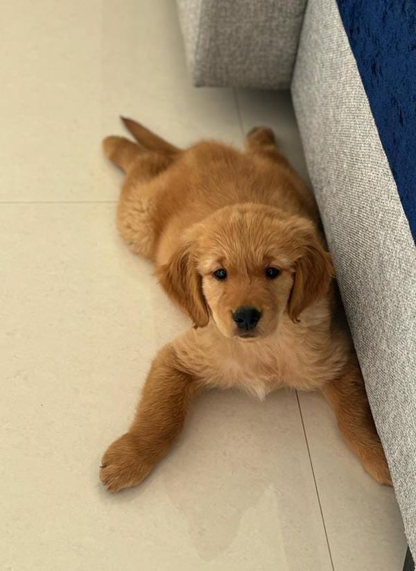 super quality golden retriever