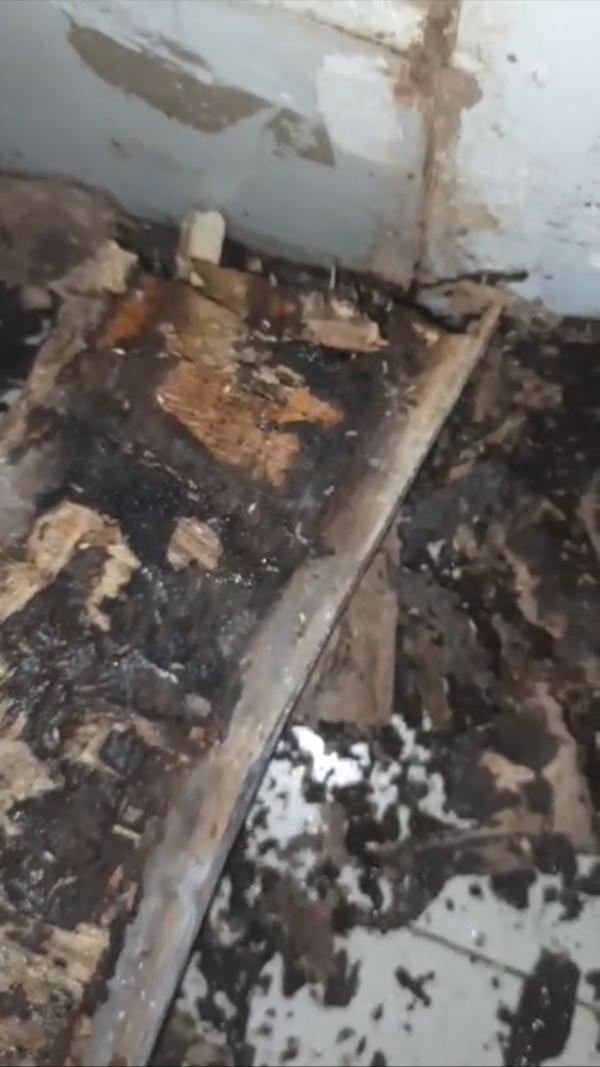termite inspection