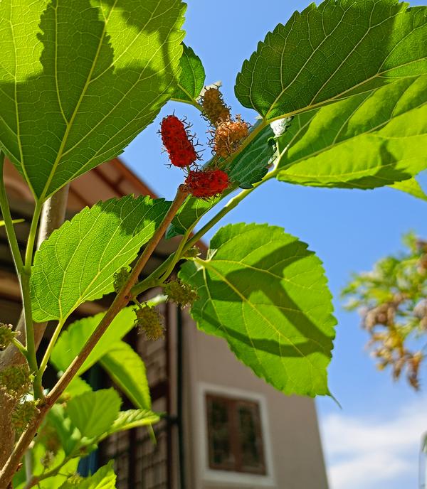 mulberry