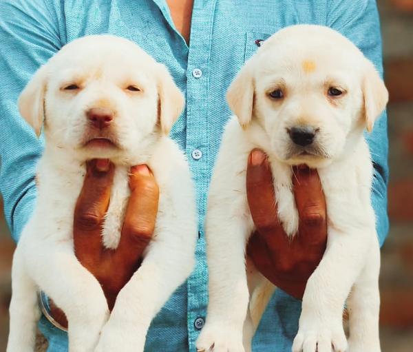 top quality labrador puppies