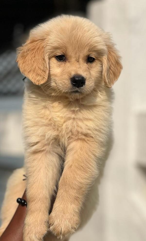 golden retriever male puppy sa
