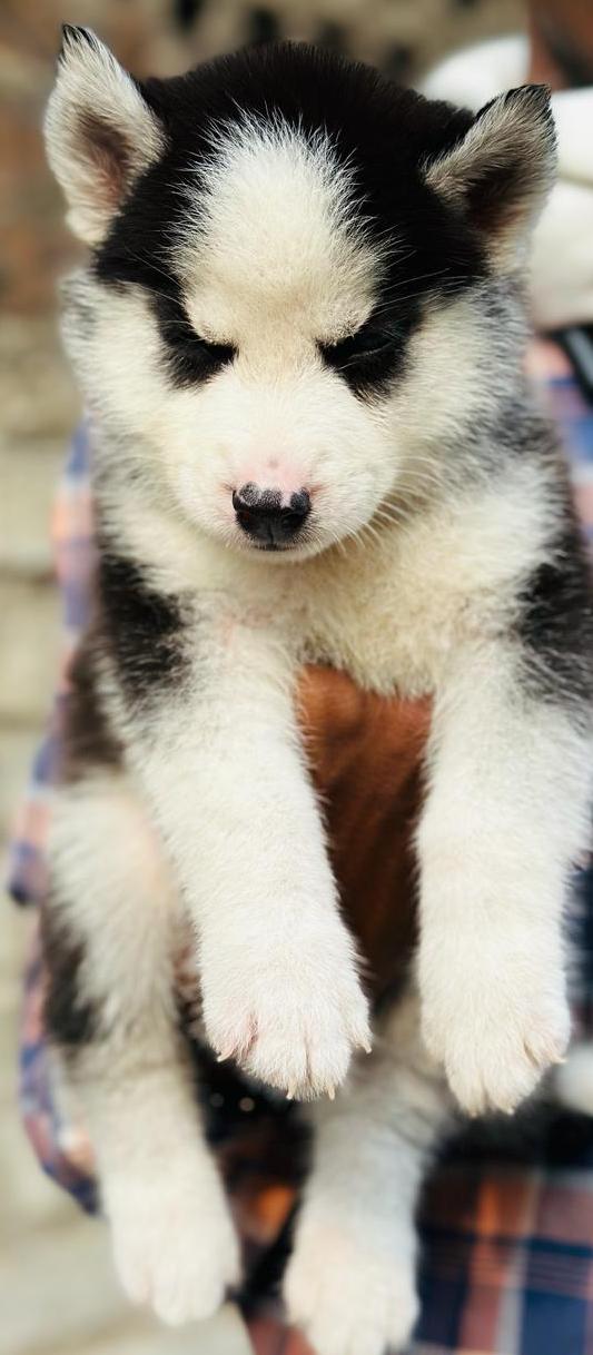 dog breed puppies nagpur