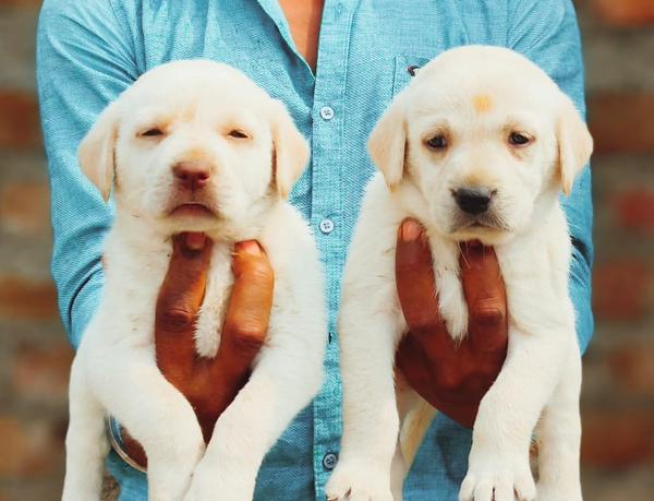 super quality golden retriever