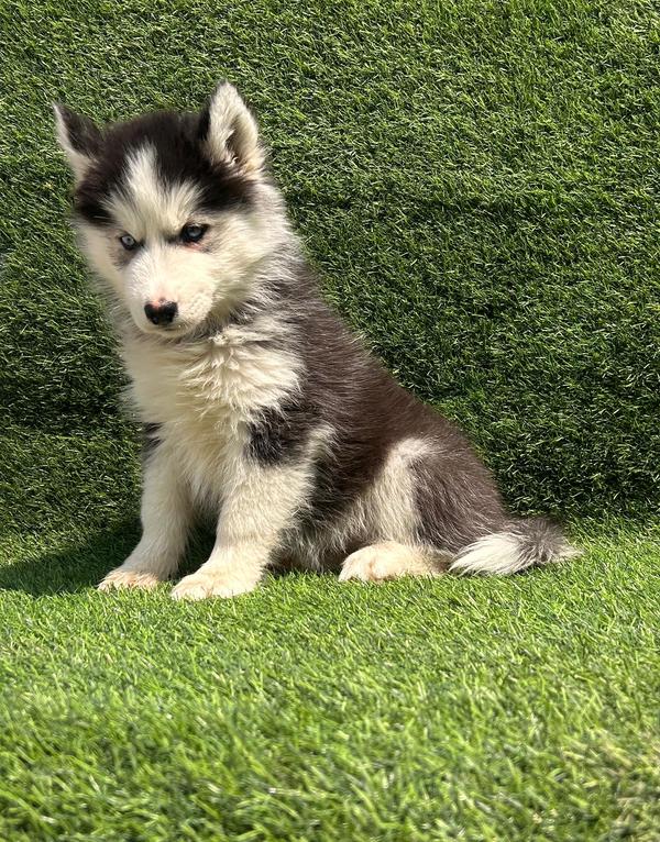 all types of dog breeds