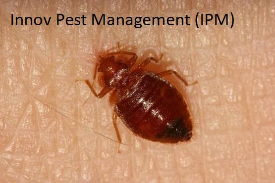 Bedbug Pest control in Ghatkop