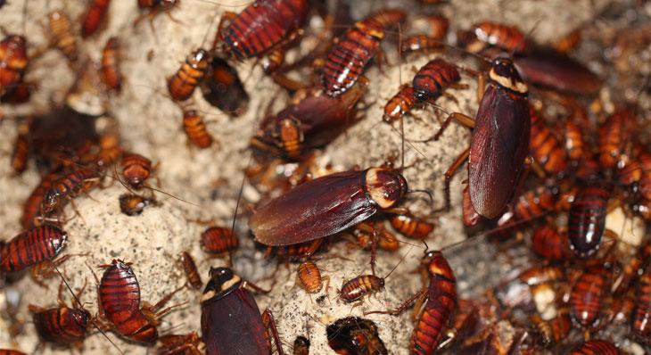 Cockroach Pest control in Ghat