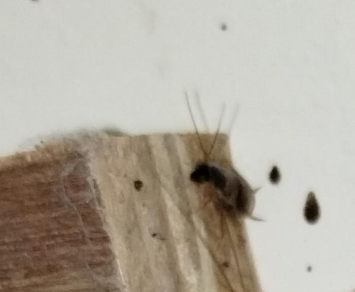 cockroach removal