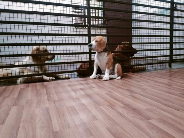 petboardinginnoida