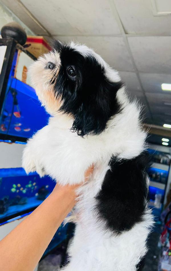 dogs breed puppies