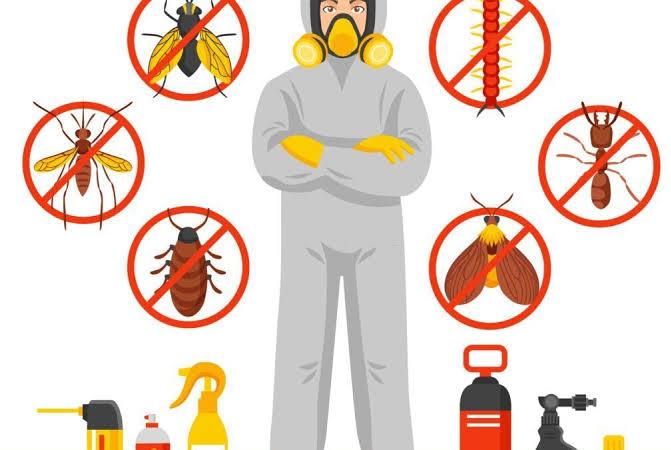 ant extermination