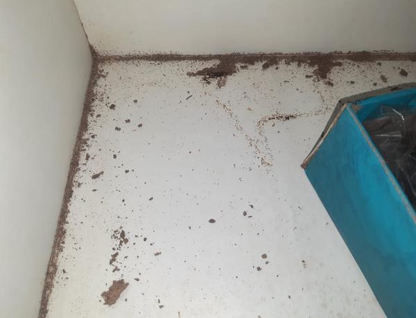 antitermite treatment for term