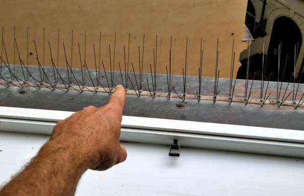 bird spike solutions