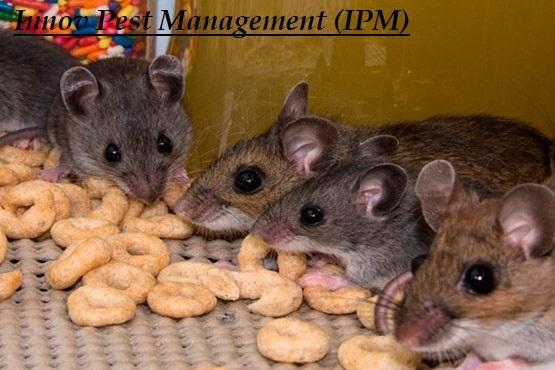 effective rodent management