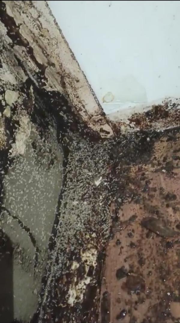 pest control quality chemicals