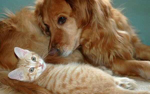 dogs