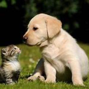 vet clinic near sion trombay r