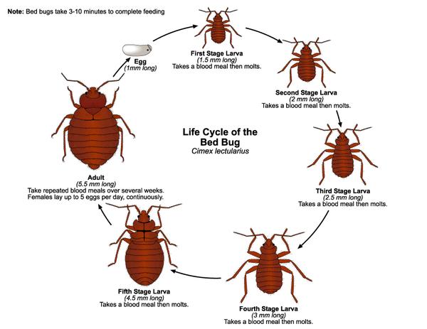 bed bug infestation