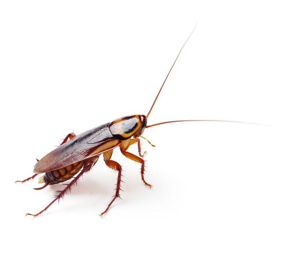 kurla best mosquito pest contr