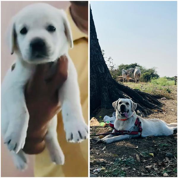 nagpur top pet shop
