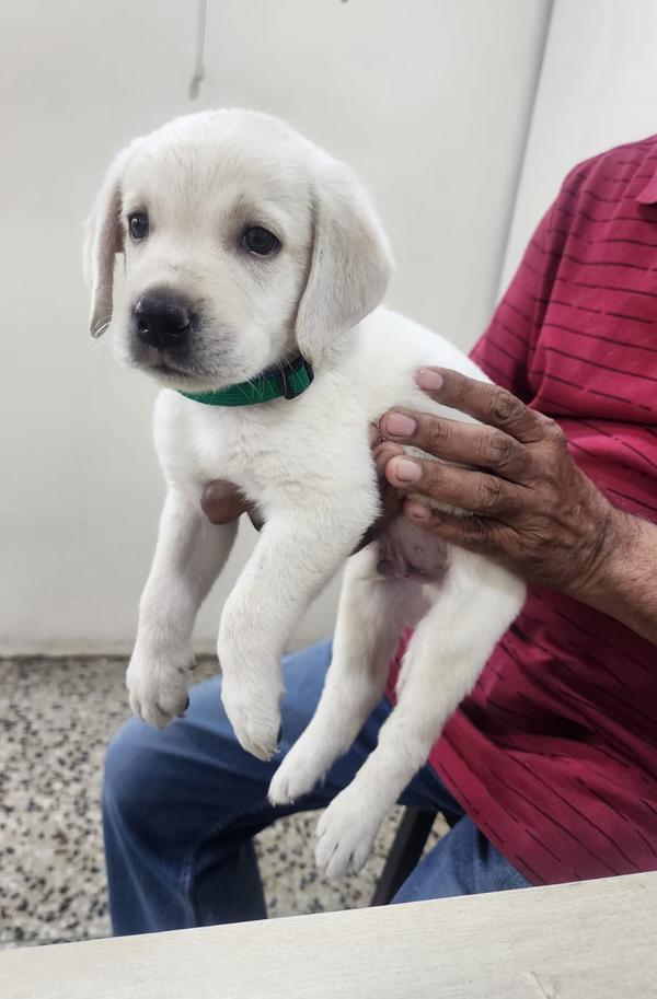 labrador retriever golden retr