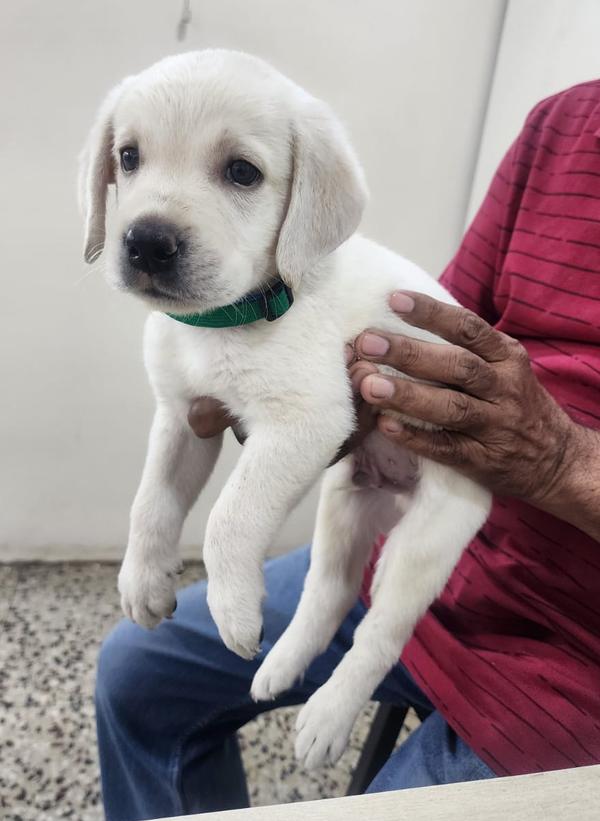 labrador retriever golden retr