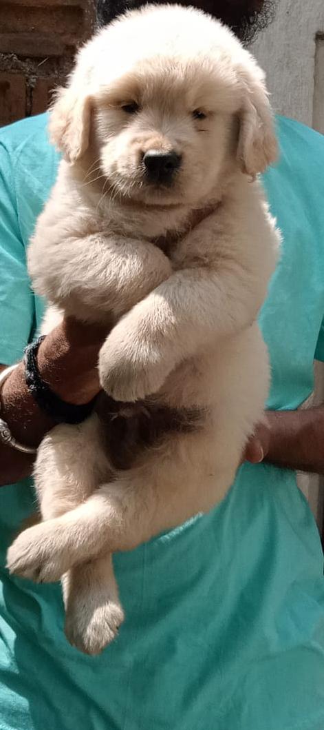 top quality golden retriever p