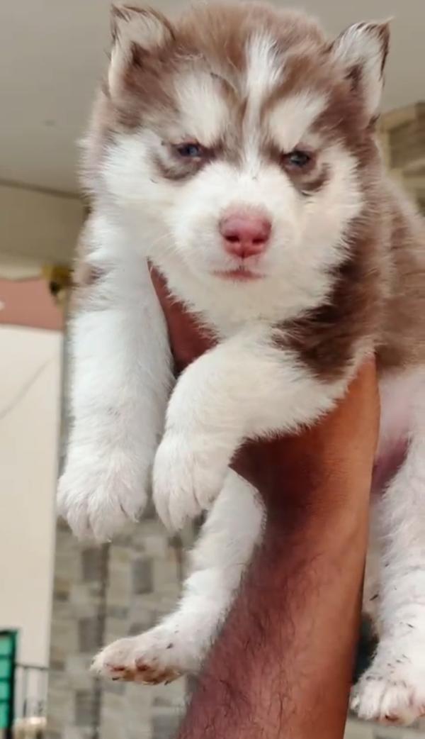 husky puppies for sale nagpur