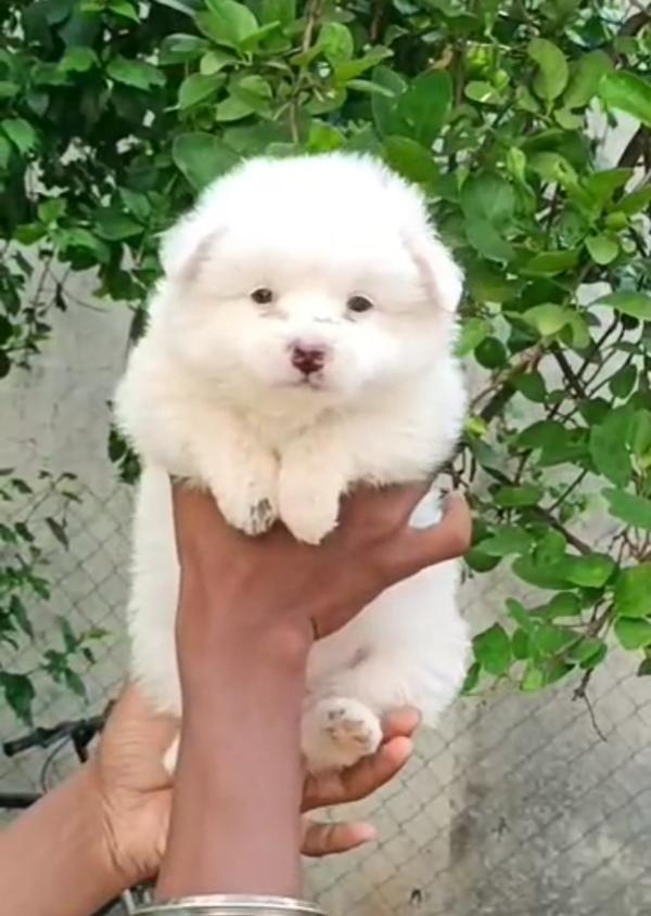 toy pom puppies