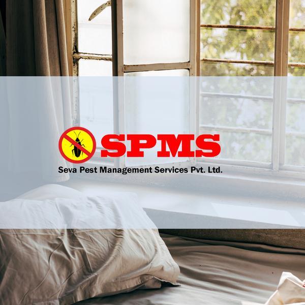 best carpet cleaning services