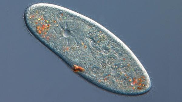 Paramecium is a genus of 