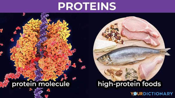 Proteins are large, compl
