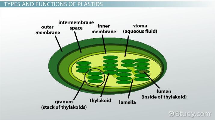 Plastids are a diverse gr