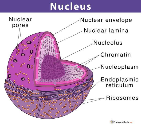  The nucleus is a fundame