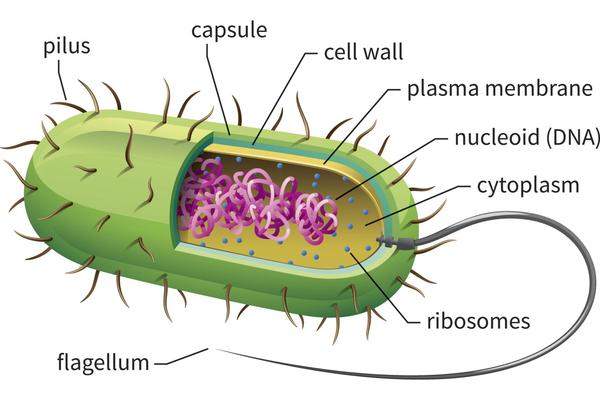 A prokaryotic cell is a t