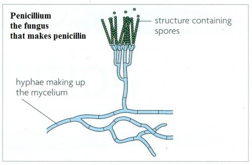 Penicillin is a group of 