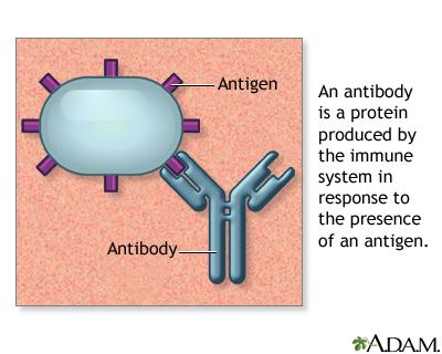 Antibodies, also known as