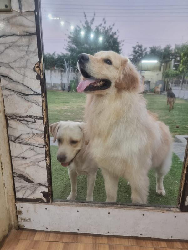 petboardingsector115noida