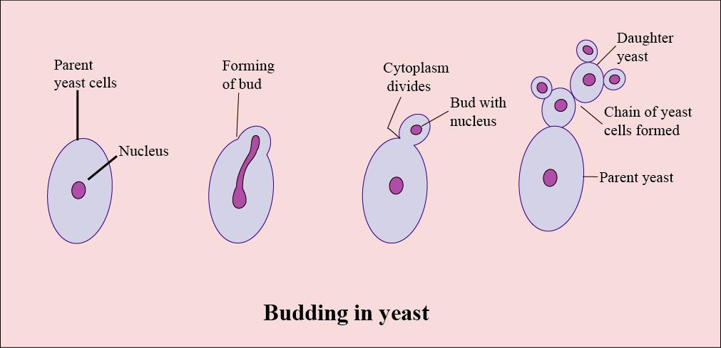 Asexual Reproduction: Bud