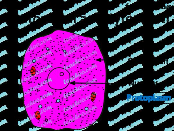 Protoplasm is a complex m